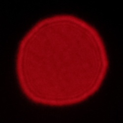 Viltrox AF 25 mm f/1.7 Air - Coma, astigmatism and bokeh