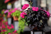 Panasonic Lumix S 85 mm f/1.8 - Sample shots