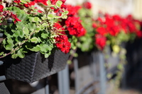 Panasonic Lumix S 85 mm f/1.8 - Sample shots