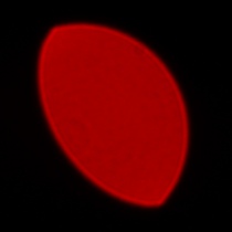 Panasonic Lumix S 85 mm f/1.8 - Coma, astigmatism and bokeh