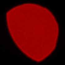 Panasonic Lumix S 85 mm f/1.8 - Coma, astigmatism and bokeh