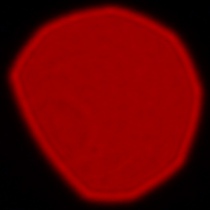 Panasonic Lumix S 85 mm f/1.8 - Coma, astigmatism and bokeh