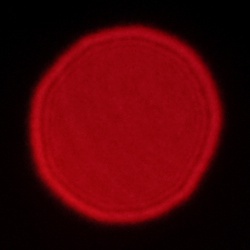 Viltrox AF 35 mm f/1.7 Air - Coma, astigmatism and bokeh