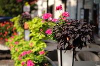 Viltrox AF 56 mm f/1.7 Air - Sample shots