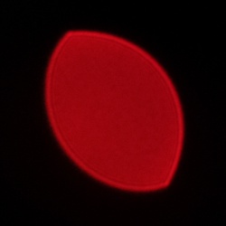 Viltrox AF 56 mm f/1.7 Air - Coma, astigmatism and bokeh