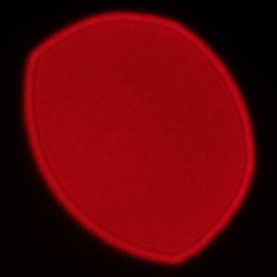 Viltrox AF 56 mm f/1.7 Air - Coma, astigmatism and bokeh