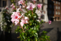 Sigma C 12 mm f/1.4 DC - sample images