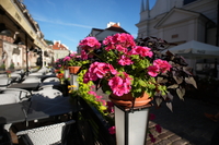 Sigma C 12 mm f/1.4 DC - sample images