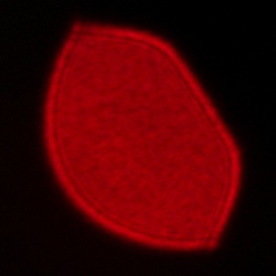 Sigma C 12 mm f/1.4 DC - Coma, astigmatism and bokeh