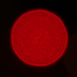 Sigma C 12 mm f/1.4 DC - Coma, astigmatism and bokeh