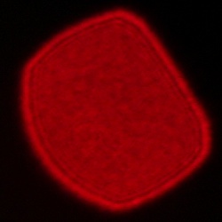 Sigma C 12 mm f/1.4 DC - Coma, astigmatism and bokeh