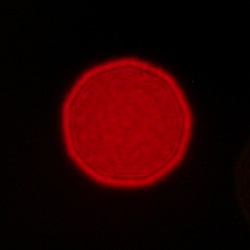 Sigma C 12 mm f/1.4 DC - Coma, astigmatism and bokeh