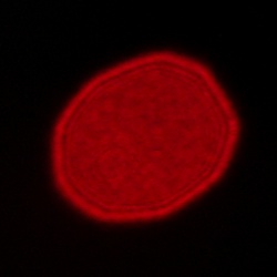 Sigma C 12 mm f/1.4 DC - Coma, astigmatism and bokeh