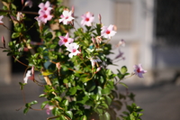 Samyang AF 85 mm f/1.8 P FE - sample shots