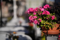 Samyang AF 85 mm f/1.8 P FE - sample shots