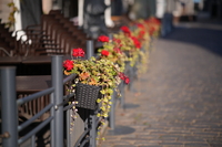 Samyang AF 85 mm f/1.8 P FE - sample shots