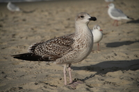 Sigma C 20-200 mm f/3.5-6.3 DG - sample shots