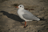 Sigma C 20-200 mm f/3.5-6.3 DG - sample shots