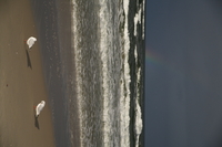 Sigma C 20-200 mm f/3.5-6.3 DG - sample shots