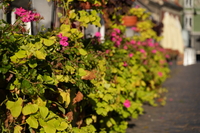 Sigma C 20-200 mm f/3.5-6.3 DG - sample shots