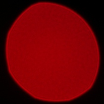 Samyang AF 85 mm f/1.8 P FE - Coma, astigmatism and bokeh