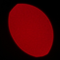 Samyang AF 85 mm f/1.8 P FE - Coma, astigmatism and bokeh