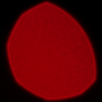 Samyang AF 85 mm f/1.8 P FE - Coma, astigmatism and bokeh