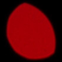 Sigma S 200 mm f/2 DG OS - Coma, astigmatism and bokeh