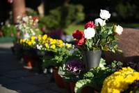 Viltrox AF 85 mm f/2 EVO - Sample shots