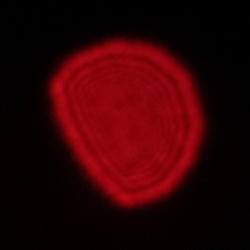 Fujifilm Fujinon XF 23 mm f/2.8 R WR - Coma, astigmatism and bokeh