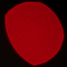 Viltrox AF 85 mm f/2 EVO - Coma, astigmatism and bokeh