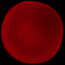 Panasonic Lumix S 18 mm f/1.8 - Coma, astigmatism and bokeh