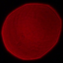 Panasonic Lumix S 18 mm f/1.8 - Coma, astigmatism and bokeh