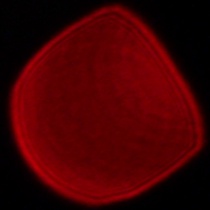 Panasonic Lumix S 18 mm f/1.8 - Coma, astigmatism and bokeh