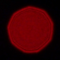 Panasonic Lumix S 18 mm f/1.8 - Coma, astigmatism and bokeh