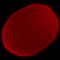 Panasonic Lumix S 18 mm f/1.8 - Coma, astigmatism and bokeh