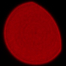 Sigma C 20-200 mm f/3.5-6.3 DG - Coma, astigmatism and bokeh