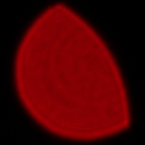 Sigma C 20-200 mm f/3.5-6.3 DG - Coma, astigmatism and bokeh