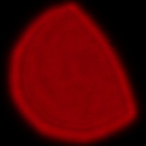 Sigma C 20-200 mm f/3.5-6.3 DG - Coma, astigmatism and bokeh