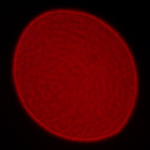 Leica APO-Summicron-SL 35 mm f/2 ASPH. - Coma, astigmatism and bokeh