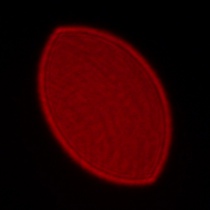 Leica APO-Summicron-SL 35 mm f/2 ASPH. - Coma, astigmatism and bokeh