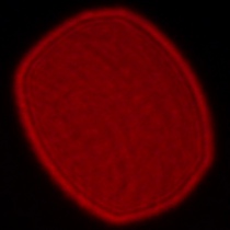 Leica APO-Summicron-SL 35 mm f/2 ASPH. - Coma, astigmatism and bokeh