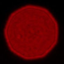 Leica APO-Summicron-SL 35 mm f/2 ASPH. - Coma, astigmatism and bokeh