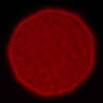 Leica APO-Summicron-SL 35 mm f/2 ASPH. - Coma, astigmatism and bokeh