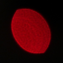 Viltrox AF 35 mm f/1.2 LAB - Coma, astigmatism and bokeh