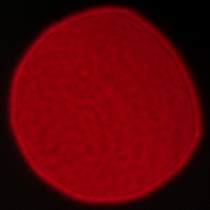 Viltrox AF 35 mm f/1.2 LAB - Coma, astigmatism and bokeh