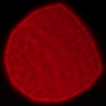 Viltrox AF 35 mm f/1.2 LAB - Coma, astigmatism and bokeh