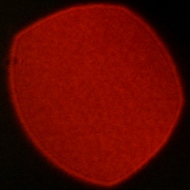 Nikon Nikkor Z 35 mm f/1.2 S - Coma, astigmatism and bokeh