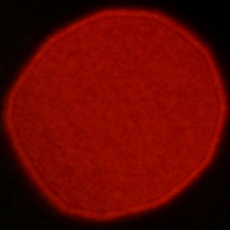 Nikon Nikkor Z 35 mm f/1.2 S - Coma, astigmatism and bokeh