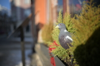 Nikkor Z 35 mm f/1.2 S - sample shots